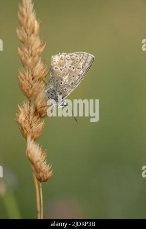 Chalkhill Blue Roosting Stock Photo
