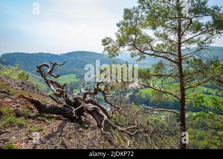 Dramatic view of a dead tree branch and lone pine tree in Eifel National Park, Germany Stock Photo
