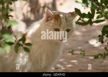 a beautiful cat in the garden and beautiful eyyes Stock Photo