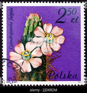 POLAND - CIRCA 1981: a stamp printed in Poland shows the Jumping Cholla, Cylindropuntia Fulgida, is a Cholla Cactus Native to Sonora, and the Southwes Stock Photo