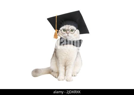 Cute white cat sits in a black graduation hat, bow tie and glasses, isolated on a white background Stock Photo