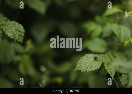 Raspberry leaves close up. Raspberries in summer in the garden without berries Stock Photo