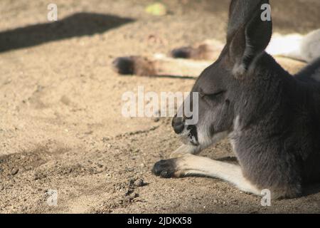 Kangaroo Sleeping in the sun Stock Photo