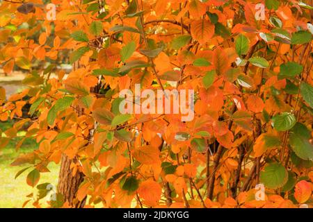 Orange leaves on the bush in Autumn season. City autumn park. September, October, November. Shrubbery.