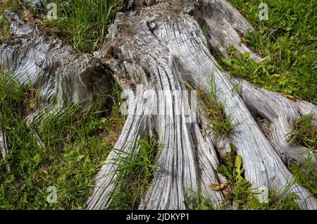 Striations in a decomposing tree stump, Brougham Hall, Cumbria, UK Stock Photo