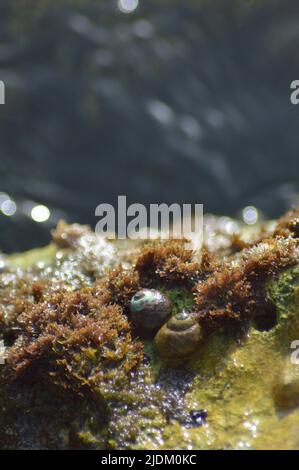 Sea rock snails in a rock Stock Photo