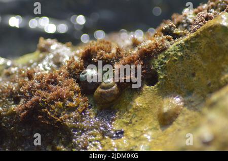 Sea rock snails in a rock at sunset Stock Photo
