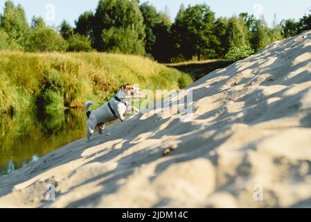 Small active dog playing on sand of river beach in wild nature Stock Photo