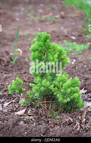 Alone sprout of a small pine grows on the soil Stock Photo