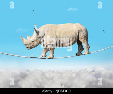 Big heavy bulky ropewalker rhinoceros on a rope in the sky Stock Photo