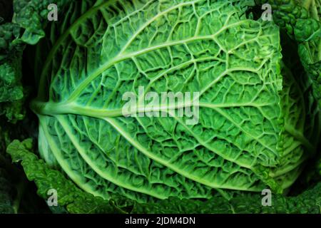 Organic green Cabbage leaf extreme close-up with small details Stock Photo