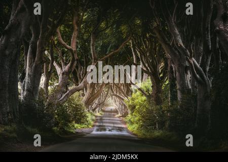 Morning sunlight in beech alley The Dark Hedges, County Antrim in Northern Ireland, UK Stock Photo