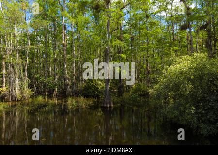Everglades swamp landscape with water and forest Stock Photo