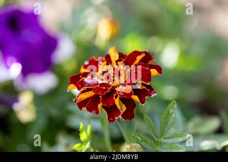 Tagetes patula, French Marigold flower in an English garden, closeup Stock Photo