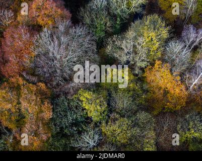 Aerial view of tree tops in various stage of colour though Autumn Stock Photo