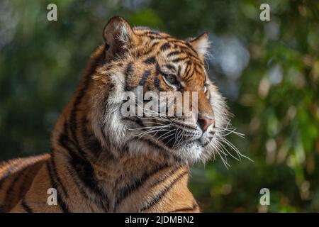 Close-up of a Sumatran Tiger (Panthera tigris sumatrae) looking to the side. Stock Photo