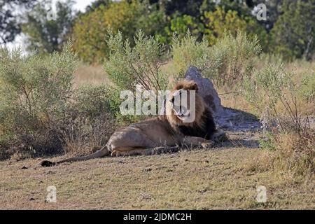 Male Lion at Moremi Botswana Stock Photo