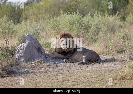 Male Lion at Moremi Botswana Stock Photo