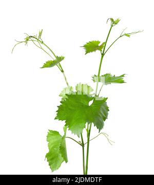 Grape leaves vine branch with tendrils, isolated on white background, clipping path. Green branch of grape vine Stock Photo