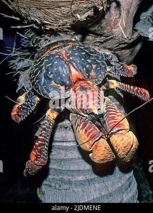 Coconut crab (Birgus latro) on a coconut palm tree, Aldabra Atoll, Seychelles, Indic ocean Stock Photo