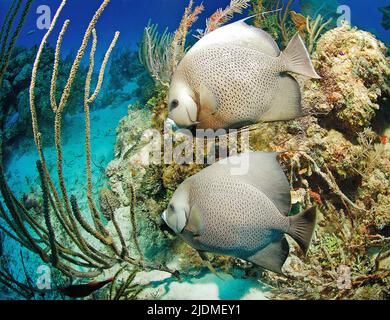 Gray Angelfish or Black Angelfish (Pomacanthus arcuatus), pair in a caribbean coral reef, Boca Chica, Dominican Republic, Caribbean Stock Photo