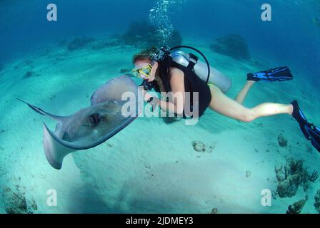 Stingray City, scuba diver stroking a Southern Stingray (Dasyatis americana), Grand Cayman, Cayman islands, Caribbean sea Stock Photo