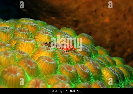 Lofty Triplefin Blenny (Enneanectes altivelis), on a Boulder Star coral, Great Star coral (Montastrea sp.), Grand Cayman, Cayman islands, Caribbean Stock Photo