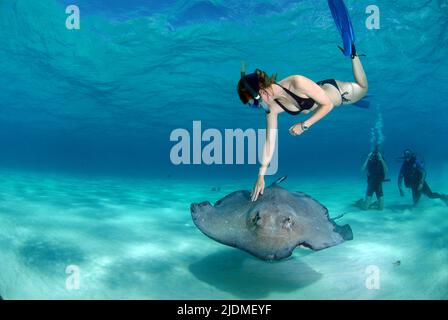 Stingray City, scuba diver stroking a Southern Stingray (Dasyatis americana), Grand Cayman, Cayman islands, Caribbean sea Stock Photo