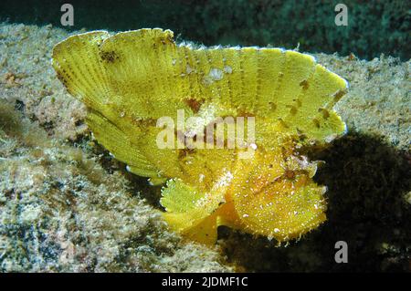 Paper fish, Leaf fish or Leaf scorpionfish (Taenianotus triacanthus), Ari Atoll, Maldives, Indian ocean, Asia Stock Photo