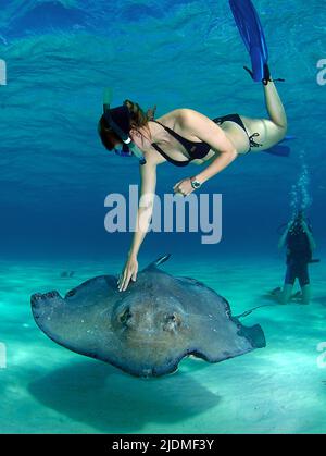 Stingray City, scuba diver stroking a Southern Stingray (Dasyatis americana), Grand Cayman, Cayman islands, Caribbean sea Stock Photo