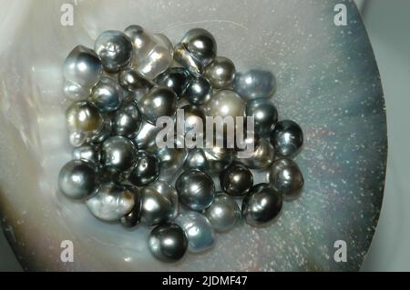 Black pearls, Pearl oyster (Pinctada margaritifera), also named the black gold, Tahiti, Rangiroa, Polynesia, Oceania Stock Photo