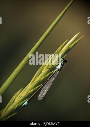 Blue-tailed Damselfly in evening light. Ischnura elegans. Stock Photo