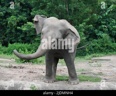funny young asiatic elephant at zoo Stock Photo