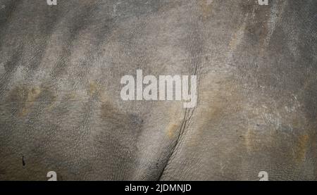 background textured of rhinoceros skin Stock Photo