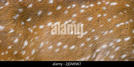 background textured of axis deer fur Stock Photo
