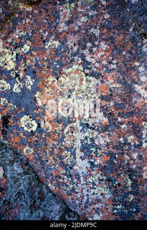 surface of the old stone is covered with moss and lichen. background from multi-colored moss and lichen on a stone surface. High quality photo Stock Photo