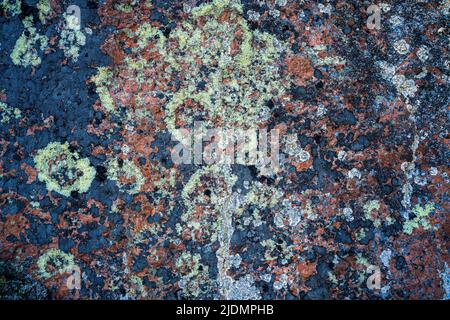 surface of the old stone is covered with moss and lichen. background from multi-colored moss and lichen on a stone surface. High quality photo Stock Photo