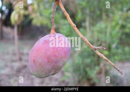 pinkish mango fruit on the tree in farm Stock Photo