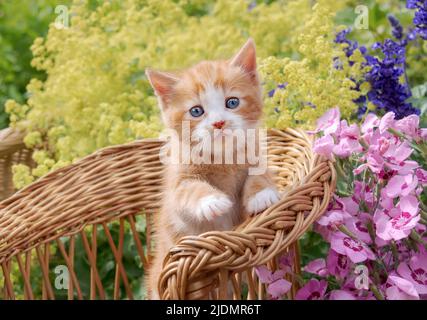 Cute red-tabby-white baby cat kitten with beautiful blue eyes posing in a small wicker chair in a colorful flowering garden Stock Photo