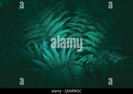 Green background from the leaves of the parrob. High quality photo Stock Photo