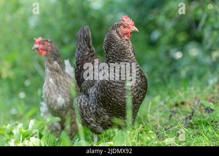 free range hens in natural landscape Stock Photo