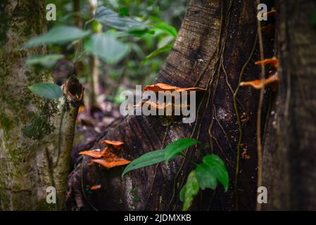 Manuel Antonio National Park in Costa Rica Stock Photo