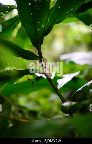 Gladiator frog on plant in Manuel Antonio National Park in Costa Rica