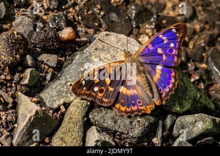 Close up image of a colorful, shiny red, orange, brown and blue male butterfly, the lesser purple emperor, sitting on a grey stone with its wings open Stock Photo