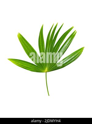 Palm leaves isolated on white background include clipping path Stock Photo