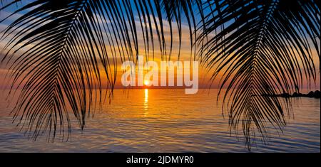 Premium Photo  Dark palm trees silhouettes on colorful tropical ocean  sunset background