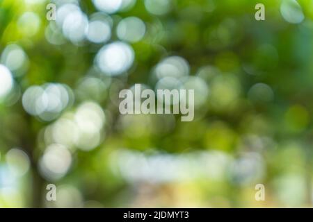 Abstract green nature bokeh background. blurred bokeh from natural leaves. Stock Photo