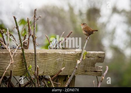 Wren, Troglodytes troglodyte, singing on twig in springtime. UK. Stock Photo