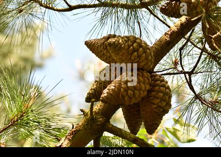 Pine cones Stock Photo