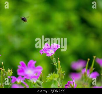 Bee Flying Off From Cranesbill Geranium Stock Photo